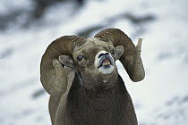 Bighorn Sheep (Ovis canadensis) male, Rocky Mountains, North America
