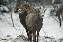 Bighorn Sheep (Ovis canadensis) male and female, Rocky Mountains, North America