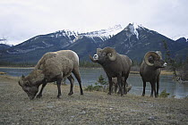 Bighorn Sheep (Ovis canadensis) males and female, Rocky Mountains, North America