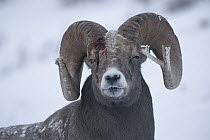 Bighorn Sheep (Ovis canadensis) male with broken horn and bleeding injury from competing with other males for females, Rocky Mountains, North America