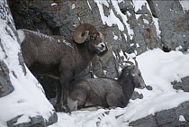 Bighorn Sheep (Ovis canadensis) male with broken horn and bleeding injury from competing with other males for females, with female, Rocky Mountains, North America
