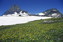 Glacier Lily (Erythronium grandiflorum) field in bloom, Rocky Mountains, North America