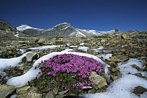 Moss Campion (Silene acaulis) partially covered in snow, Rocky Mountains, North America
