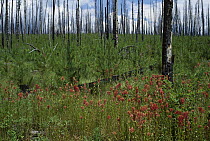 Evidence of fire on burned trees and new growth emerging from forest floor, Rocky Mountains, North America