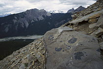 Fossils in uplifted ancient sea beds, Rocky Mountains, North America