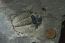 Trilobite (Olenoides sp) fossil from the Middle Cambrian era, specimen from the Rocky Mountains, North America