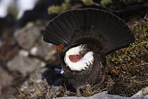 Blue Grouse (Dendragapus obscurus) male perched on rock, Rocky Mountains, North America