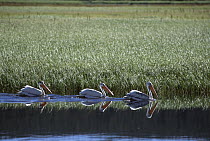 American White Pelican (Pelecanus erythrorhynchos) trio in a line on water, North America