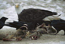 Bald Eagle (Haliaeetus leucocephalus) and Common Raven (Corvus corax) group feeding on carcass, Rocky Mountains, North America