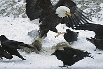 Bald Eagle (Haliaeetus leucocephalus) chasing Common Raven (Corvus corax) group from carcass it was feeding on, Rocky Mountains, North America