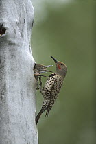 Red-shafted Flicker (Colaptes cafer) parent at nest hole with begging chicks, North America