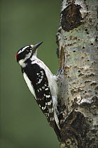 Hairy Woodpecker (Picoides villosus) at nest hole, North America