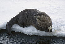 North American River Otter (Lontra canadensis) on ice at water's edge with fish in paws, Yellowstone National Park, Wyoming