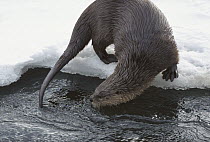 North American River Otter (Lontra canadensis) on ice at water's edge, Yellowstone National Park, Wyoming