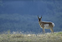 Pronghorn Antelope (Antilocapra americana) portrait, side view, North America