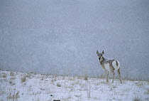 Pronghorn Antelope (Antilocapra americana) standing in snow, North America