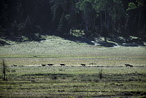 Gray Wolf (Canis lupus) the Druid Pack running through field at Soda Butte Creek, Yellowstone National Park, Wyoming