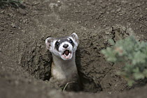 Black-footed Ferret (Mustela nigripes) calling from burrow in ground, recently released from captive breeding program, Fort Belknap Indian Reservation, Montana