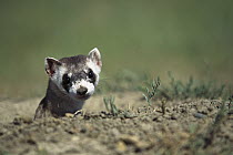 Black-footed Ferret (Mustela nigripes) emerging from burrow in ground, recently released from captive breeding program onto the Fort Belknap Indian Reservation, Montana