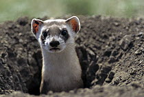 Black-footed Ferret (Mustela nigripes) emerging from burrow in ground, recently released from captive breeding program onto the Fort Belknap Indian Reservation, Montana