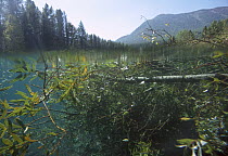 American Beaver (Castor canadensis) underwater view of dam, Rocky Mountains, North America
