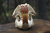 American Beaver (Castor canadensis) skull, North America