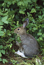 Snowshoe Hare (Lepus americanus) in brown summer phase sitting in underbrush, Glacier National Park, Rocky Mountains, Montana