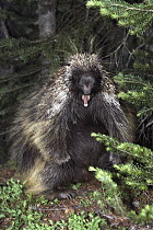 Common Porcupine (Erethizon dorsatum) sitting next to pines with mouth open, Rocky Mountains, North America