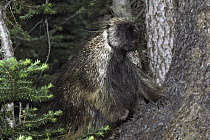 Common Porcupine (Erethizon dorsatum) climbing on pine trunk, Rocky Mountains, North America