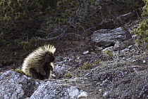 Common Porcupine (Erethizon dorsatum) sitting on rocks, Rocky Mountains, North America