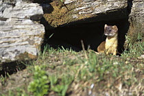Short-tailed Weasel (Mustela erminea) in summer, North America