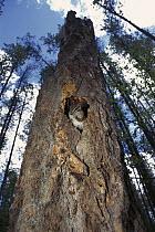 Least Chipmunk (Tamias minimus) in hole in Sugar Pine (Pinus lambertiana) tree, North America