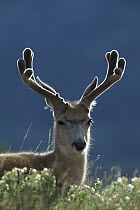 Mule Deer (Odocoileus hemionus) buck with velvet covered antlers, Rocky Mountains, North America