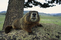 Yellow-bellied Marmot (Marmota flaviventris) laying on lichen covered rock, Rocky Mountains, North America