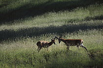 White-tailed Deer (Odocoileus virginianus) juvenile bucks sparring, Rocky Mountains, North America