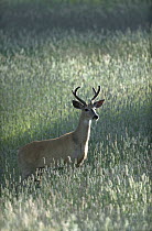 White-tailed Deer (Odocoileus virginianus) buck, Rocky Mountains, North America