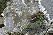 American Pika (Ochotona princeps) running with vegetation for nest building, Rocky Mountains, North America