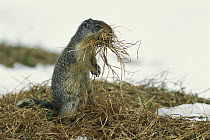 Columbian Ground Squirrel (Spermophilus columbianus) with nesting material in mouth, Rocky Mountains, North America