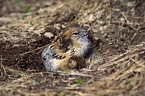 Columbian Ground Squirrel (Spermophilus columbianus) pair, Rocky Mountains, North America