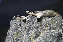 Hoary Marmot (Marmota caligata) pair sunning on rock, Rocky Mountains, North America