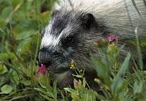 Hoary Marmot (Marmota caligata) smelling flower in field, Rocky Mountains, North America