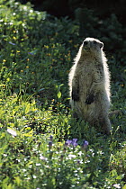 Hoary Marmot (Marmota caligata) standing among wildflowers, Rocky Mountains, North America