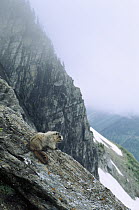 Hoary Marmot (Marmota caligata) on rocky precipice, Rocky Mountains, North America