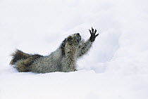 Hoary Marmot (Marmota caligata) on snowy ground, reaching paw into the air, Rocky Mountains, North America