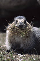 Hoary Marmot (Marmota caligata) with vegetation for nest building, Rocky Mountains, North America