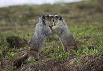 Hoary Marmot (Marmota caligata) pair wrestling, Rocky Mountains, North America