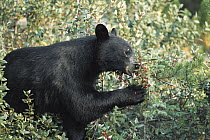 Black Bear (Ursus americanus) eating berries, Rocky Mountains, North America
