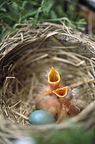 American Robin (Turdus migratorius) newly-hatched day old chicks begging in nest with unhatched blue egg, Glacier National Park, Montana