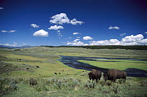American Bison (Bison bison) free roaming wild herd along river, Yellowstone National Park, North America
