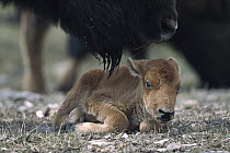 American Bison (Bison bison) calf, member of a free roaming wild herd, Yellowstone National Park, North America